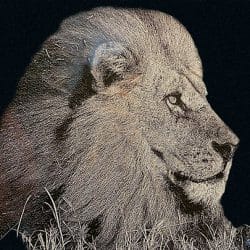 lasergravure-leeuw